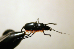 Beetle-1